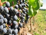 Embrapa abre inscrições para capacitação em produção de uvas e vinho em Mato Grosso