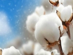 Cientistas desenvolvem novo algodão resistente a doenças