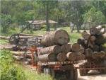 Sema apreende 8 caminhões e 358,9 m³ de madeira ilegal em Guarantã do Norte-MT