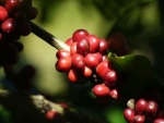Produtores esperam primeira colheita de café clonal em Acrelândia