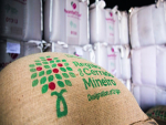 Exportação mundial de café diminuiu 10% em maio, afirma OIC