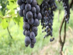 RS: seleção aponta qualidade da safra de uva em Garibaldi