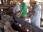 Cuidados importantes ajudam pecuarista há não errar na vacinação contra a febre aftosa