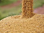 Soja produzida no Tocantins durante a entressafra abastece plantações de estados vizinhos