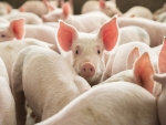 FAO eleva para 7,162 milhões número de animais eliminados por peste suína