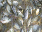 Aquacultura: método de gestão que alia nutrição e manejo eleva resultados na produção de pescados 