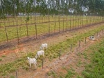 Mato Grosso triplica área de ILPF