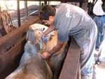 TO: Campanha de vacinação contra febre aftosa alcança índice de 99,26% do rebanho de bovídeos