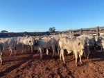 Sistema creep-feeding supre falta de nutrientes nos bezerros durante aleitamento