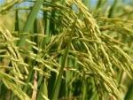 Embrapa apresenta resultados de parceria sobre o cultivo do arroz no Suriname