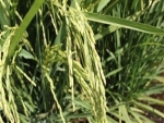 Produção global de arroz tem queda