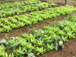 Novas normas para produção de folhosas entram em vigor nesta segunda-feira