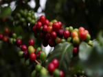 OIC eleva previsão de superávit de café no ciclo 2020/2021