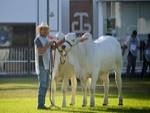 Expoinel Minas 2015 aquece as pistas de Uberaba 