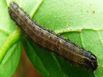 Lagarta do cartucho é principal praga observada nas lavouras