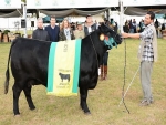 Escolhida a grande campeã da raça Angus