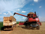 Com colheita "pontual", AgRural vê bom desenvolvimento da soja