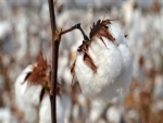 Variedades de algodão do IMAmt despertam interesse de outros estados produtores