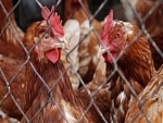 Resultados finais apontam aumento de 1,73% nas exportações de frango de fevereiro