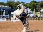 Cavalo cigano retorna à Expointer e vira atração