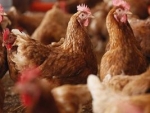Simpósio de Saúde Intestinal aponta necessidade de nova estrutura de produção