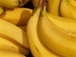 Vírus da extinção da banana é eliminado por edição genética