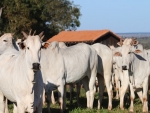 Brasil segue líder na produção de embriões bovinos e MS se destaca no setor