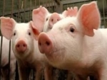 Preços do suíno encerram ano quase 80% maiores