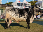Brasil inicia registro de bovinos Speckle Park