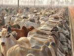 JBS vai abrir confinamento em MT com capacidade para 12 mil animais por ano