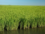 Previsão de El Niño deixa produtores de arroz em alerta