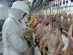 EUA perdem importantes importadores de carne de frango