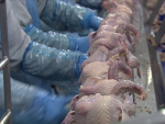 Competitividade do frango deve continuar elevada, prevê Cepea