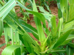 Conhecer as pragas do milho é um dos segredos para uma boa produtividade