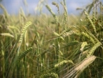 Lavouras de trigo pioram no PR