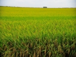 Preço do arroz sobe com maior demanda e expectativa de menor oferta