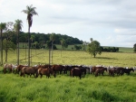 Mato Grosso do Sul é destaque na criação de cavalos Crioulos