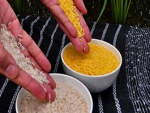 Arroz dourado é aprovado para consumo nas Filipinas