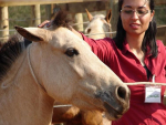 Respeito e empatia melhoram confiança e otimizam processo de aprendizagem entre domador e cavalos