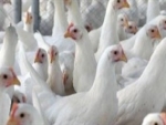 Em Minas Gerais frango vivo retoma melhor cotação do segundo semestre