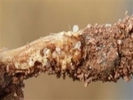 Fungo Trichoderma hazianum também é nematicida