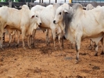 Preço do bezerro subiu em Mato Grosso do Sul