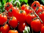 Criado tomate com melhores propriedades antioxidantes