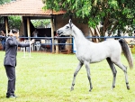  Sábado e domingo têm julgamento do cavalo árabe na Expogrande