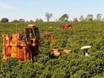 Colheita do café robusta avança no Espírito Santo e em Rondônia