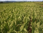 Banco do Brasil disponibiliza recursos para produtores de arroz