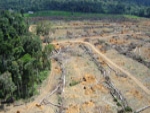 Investimentos e queda no desmatamento da Amazônia