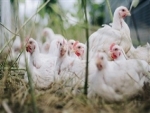 Custo de produção elevado leva avicultor a aumenta preço