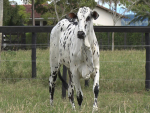 Com grande oferta de bezerros para o corte, e animais Nelore Pintado, Agropecuária Polyana promove seu 2º leilão virtual