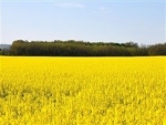China amplia proibição à canola canadense